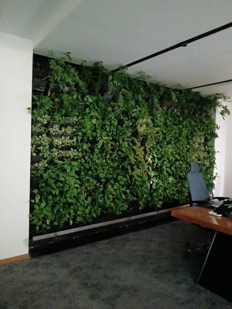 نگهداری گرین وال طبیعی؛ راهنمای جامع + خدمات تخصصی | سایبان سبز آریا