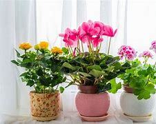  شرایط مهم در نگهداری گیاهان آپارتمانی