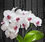 ارکیده‌ات گل نمی‌ده؟
