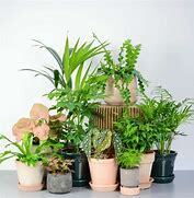 توصیه های ارگانیک جهت نگهداری گیاهان آپارتمانی