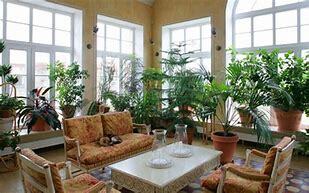 طراحی دکوراسیون داخلی با گیاهان آپارتمانی (بخش اول)